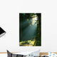 Misty Morning Coniferous Forest Wall Decal
