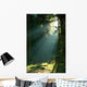 Misty Morning Coniferous Forest Wall Decal