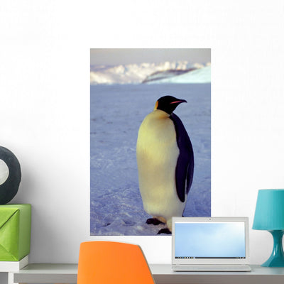 Tout Seul Sur Banquise Wall Decal shown on a wall