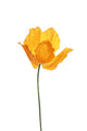 Single Orange Poppy White Wall Decal