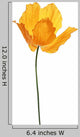 Single Orange Poppy White Wall Decal