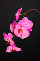 Beautiful Blooming Orchid Black Wall Decal