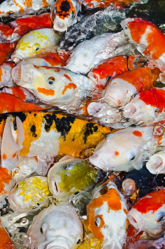 Koi Carps Wall Decal