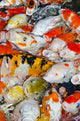 Koi Carps Wall Decal