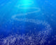 Underwater Scene Wall Decal