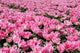 Pink Tulip Field 1 Wall Decal