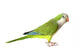 Quaker Parrot Wall Decal