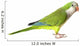 Quaker Parrot Wall Decal
