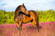 Bay Horse Portrait Pink Wall Decal