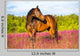 Bay Horse Portrait Pink Wall Decal