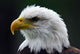 Bald Eagle Wall Decal