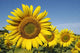Trio Sunflowers and Bee Wall Decal