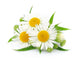 Chamomile with Leaves Wall Decal