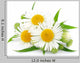 Chamomile with Leaves Wall Decal