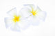 White Frangipani Flower Wall Decal
