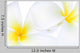 White Frangipani Flower Wall Decal