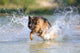 German Shepherd 181 Wall Decal