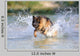 German Shepherd 181 Wall Decal