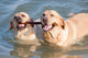 Couple Dogs Sea Wall Decal