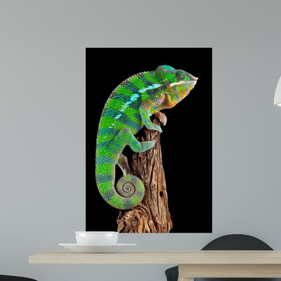 Chameleon Drift Wood Wall Decal shown on a wall