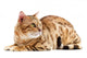 Cats Bengal Breed Wall Decal