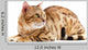 Cats Bengal Breed Wall Decal