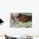 Suckling Calf Wall Decal