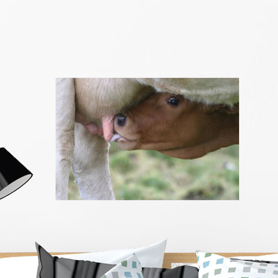 Suckling Calf Wall Decal shown on a wall