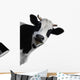 Funny Cow Peeking Wall Decal