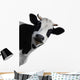 Funny Cow Peeking Wall Decal
