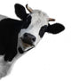 Funny Cow Peeking Wall Decal