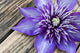 Clematis Multi Blue Close-up Wall Decal
