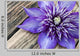 Clematis Multi Blue Close-up Wall Decal