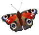 Illustration European Peacock Butterfly Wall Decal