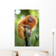 Golden Lion Tamarin Wall Decal