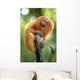 Golden Lion Tamarin Wall Decal