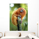 Golden Lion Tamarin Wall Decal