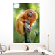 Golden Lion Tamarin Wall Decal