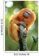 Golden Lion Tamarin Wall Decal
