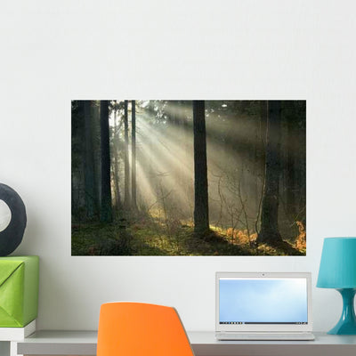 Sunrise and Forest Wall Decal shown on a wall