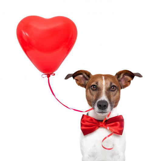 Dog Love Wall Decal