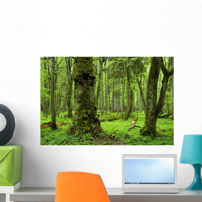 Old Natural Forest Wall Decal shown on a wall