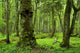Old Natural Forest Wall Decal