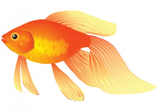 Goldfish Aquarium Wall Decal