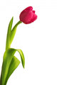 Tulip Flower Wall Decal