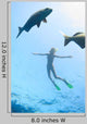 Sea and Fish Wall Decal