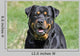 Rottweiler Dog Wall Decal