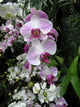 Pink Orchids Wall Decal
