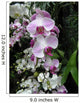Pink Orchids Wall Decal