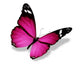 Violet Butterfly White Wall Decal